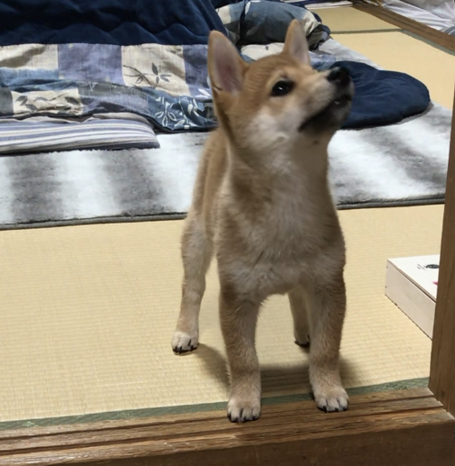 f:id:uretanonatsumu:20180312094534j:plain f:id:uretanonatsumu:20180312094534j:plain