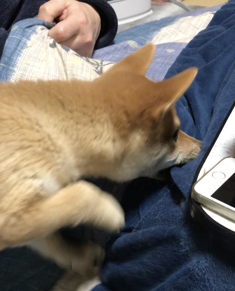 f:id:uretanonatsumu:20180323085601j:plain f:id:uretanonatsumu:20180323085601j:plain