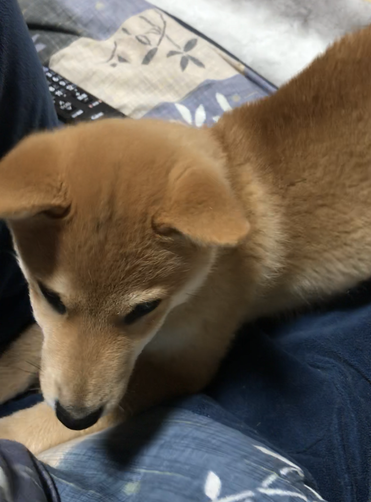f:id:uretanonatsumu:20180323090241p:plain f:id:uretanonatsumu:20180323090241p:plain