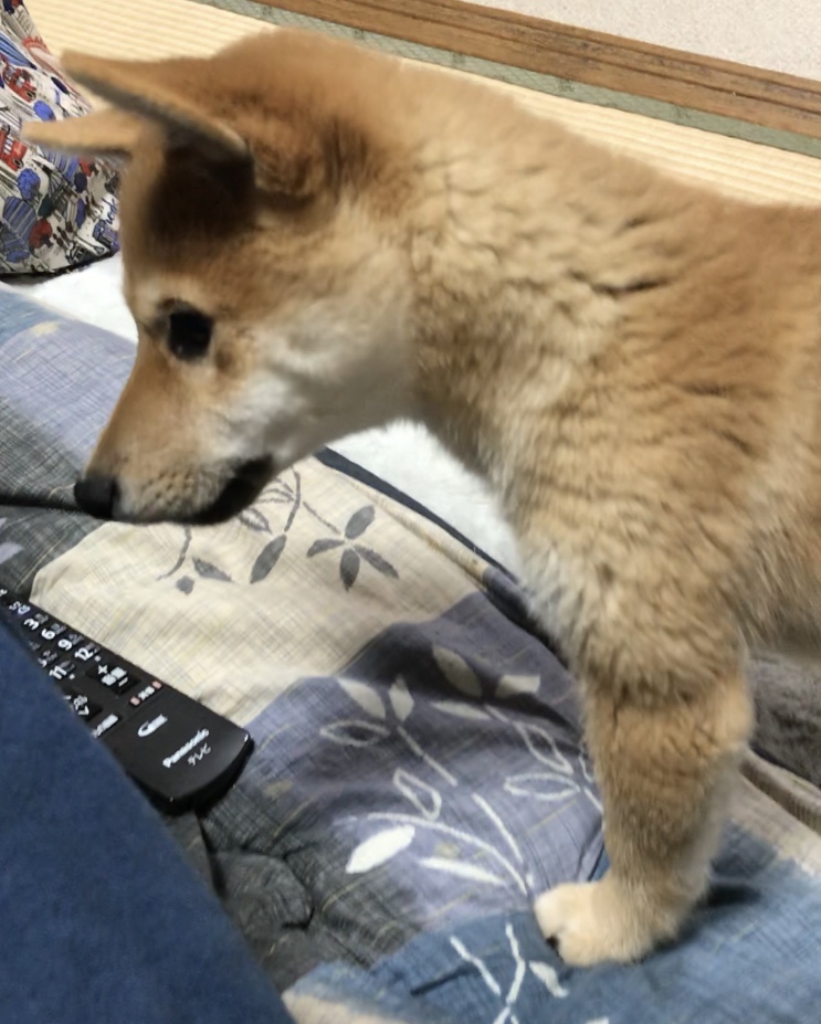 f:id:uretanonatsumu:20180323090309j:plain f:id:uretanonatsumu:20180323090309j:plain