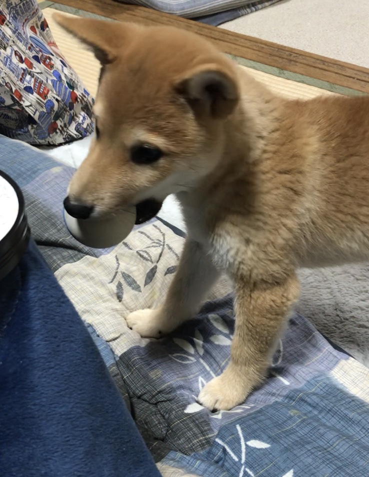 f:id:uretanonatsumu:20180323090320j:plain f:id:uretanonatsumu:20180323090320j:plain
