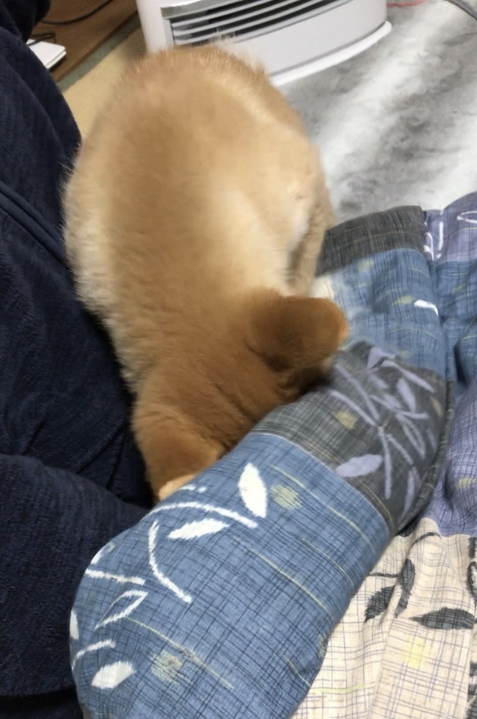 f:id:uretanonatsumu:20180323090509j:plain f:id:uretanonatsumu:20180323090509j:plain
