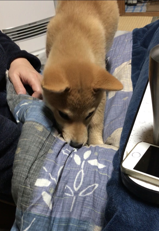 f:id:uretanonatsumu:20180323090541j:plain f:id:uretanonatsumu:20180323090541j:plain