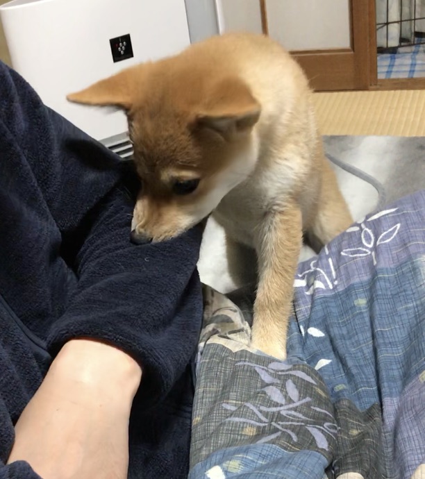 f:id:uretanonatsumu:20180323090619j:plain f:id:uretanonatsumu:20180323090619j:plain