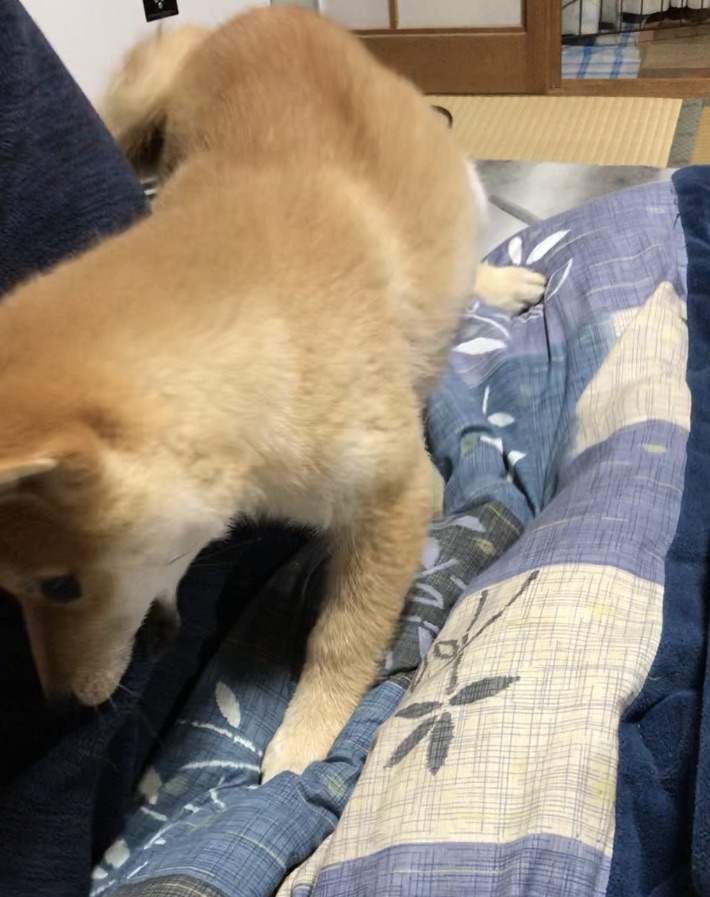 f:id:uretanonatsumu:20180323090630j:plain f:id:uretanonatsumu:20180323090630j:plain