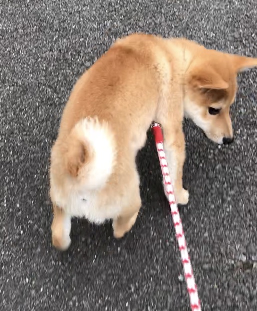 f:id:uretanonatsumu:20180402230502j:plain f:id:uretanonatsumu:20180402230502j:plain