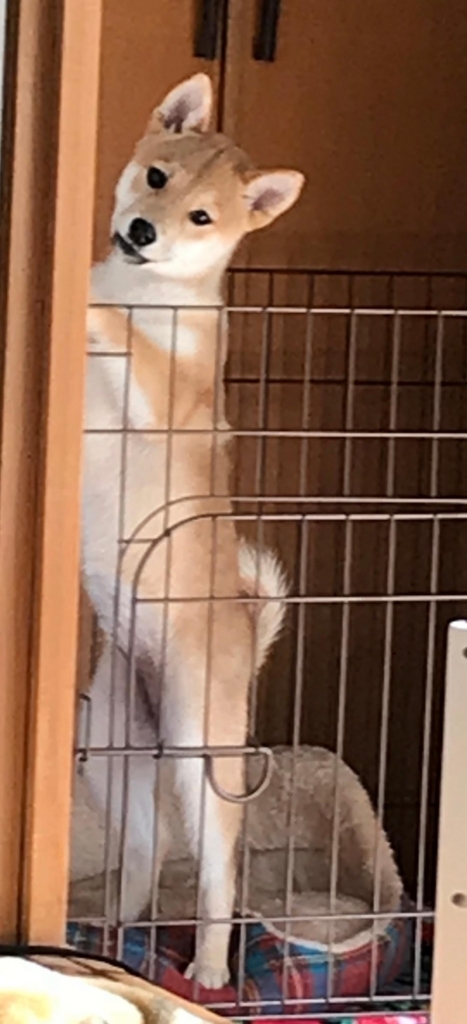 f:id:uretanonatsumu:20180424165856j:plain f:id:uretanonatsumu:20180424165856j:plain