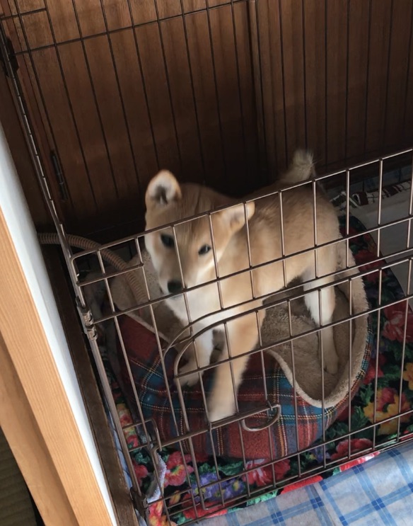 f:id:uretanonatsumu:20180424165947j:plain f:id:uretanonatsumu:20180424165947j:plain