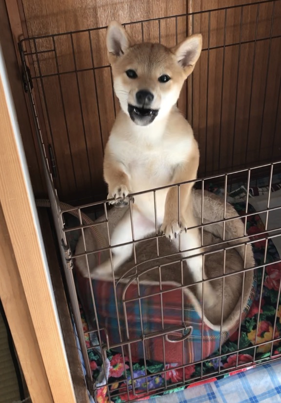 f:id:uretanonatsumu:20180424170012j:plain f:id:uretanonatsumu:20180424170012j:plain