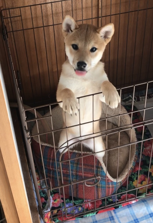 f:id:uretanonatsumu:20180424170027j:plain f:id:uretanonatsumu:20180424170027j:plain