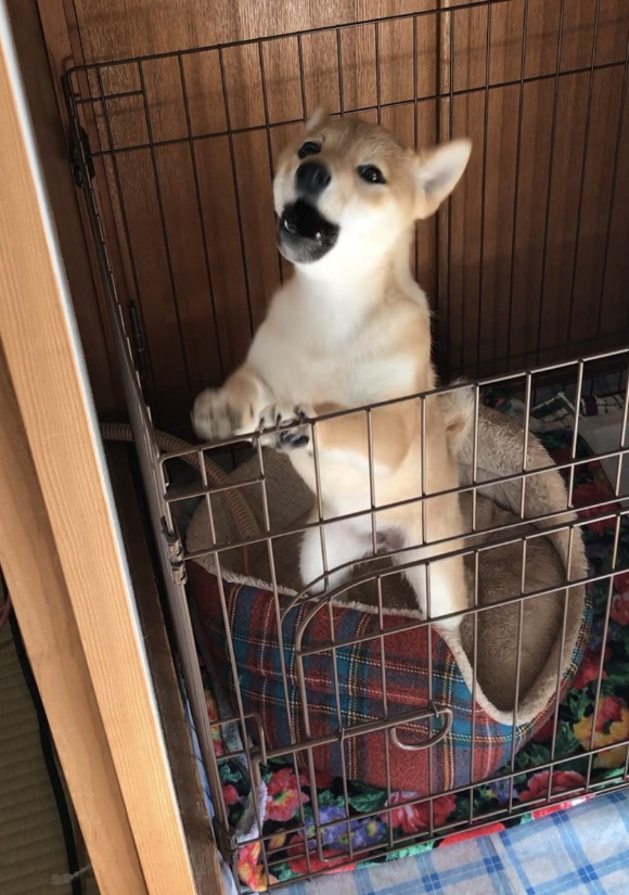f:id:uretanonatsumu:20180424170040j:plain f:id:uretanonatsumu:20180424170040j:plain