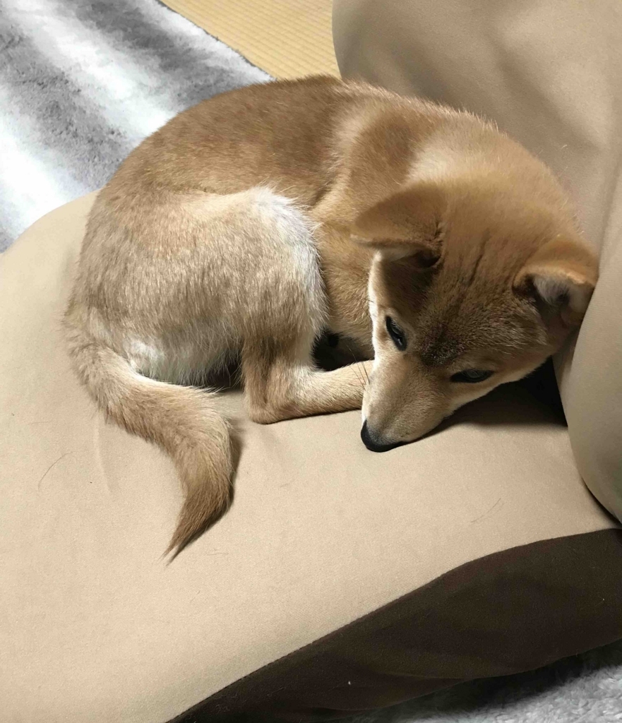 f:id:uretanonatsumu:20180427095806j:plain f:id:uretanonatsumu:20180427095806j:plain