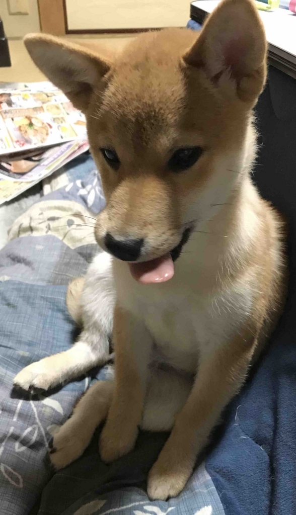 f:id:uretanonatsumu:20180427100001j:plain f:id:uretanonatsumu:20180427100001j:plain