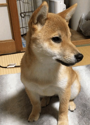 f:id:uretanonatsumu:20180502161841j:plain f:id:uretanonatsumu:20180502161841j:plain