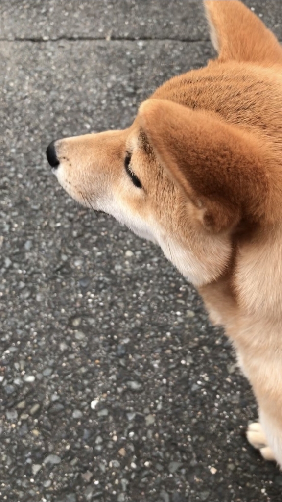 f:id:uretanonatsumu:20180507223009j:plain f:id:uretanonatsumu:20180507223009j:plain
