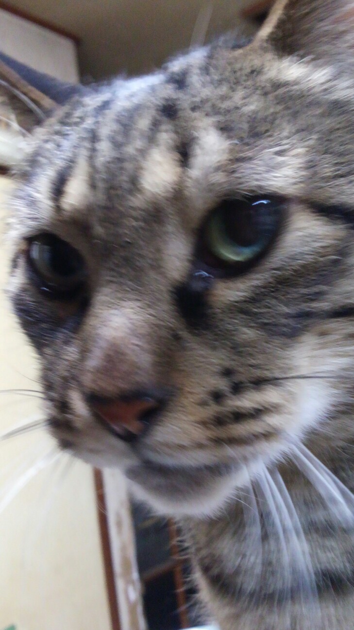 f:id:urftabibitosan:20190112140951j:plain