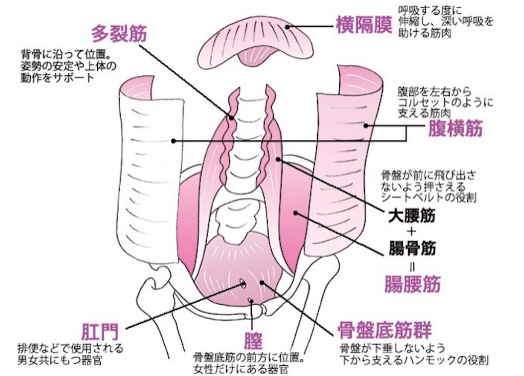 16 腹圧 Abdominal Pressure 心と体を整えるロジカルヨガ Balance Yourself Logically