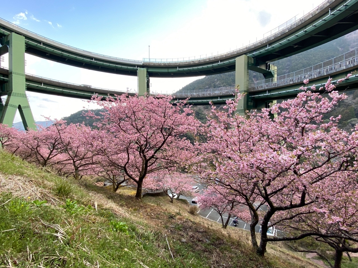 22年満開のダブル河津桜 後篇 河津七滝ループ橋 まつだ桜まつり うりぼうのアンテナ