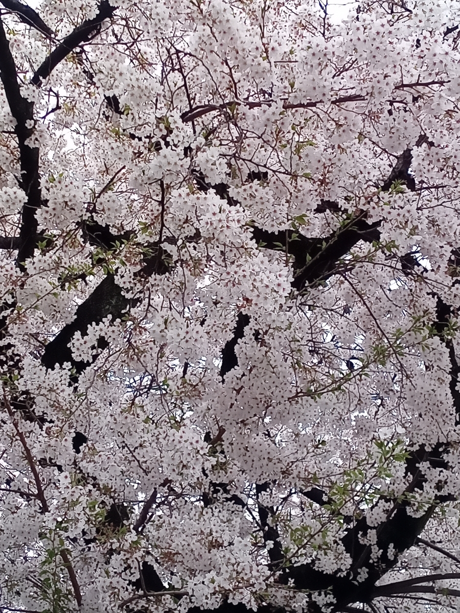 f:id:uribouwataru:20210328154632j:plain