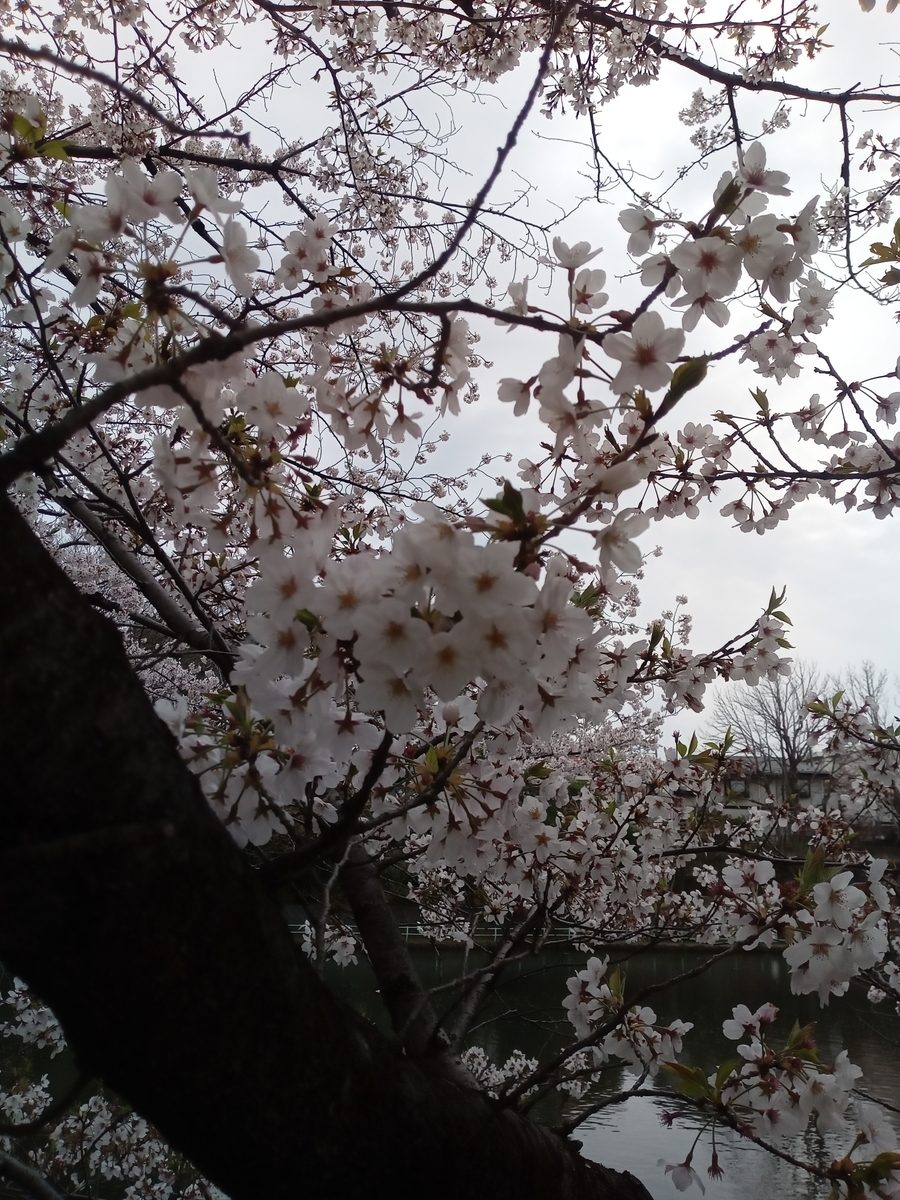 f:id:uribouwataru:20210328155212j:plain