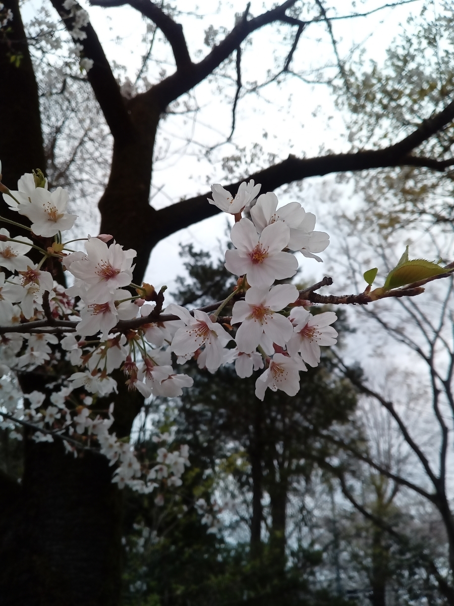 f:id:uribouwataru:20210328160007j:plain