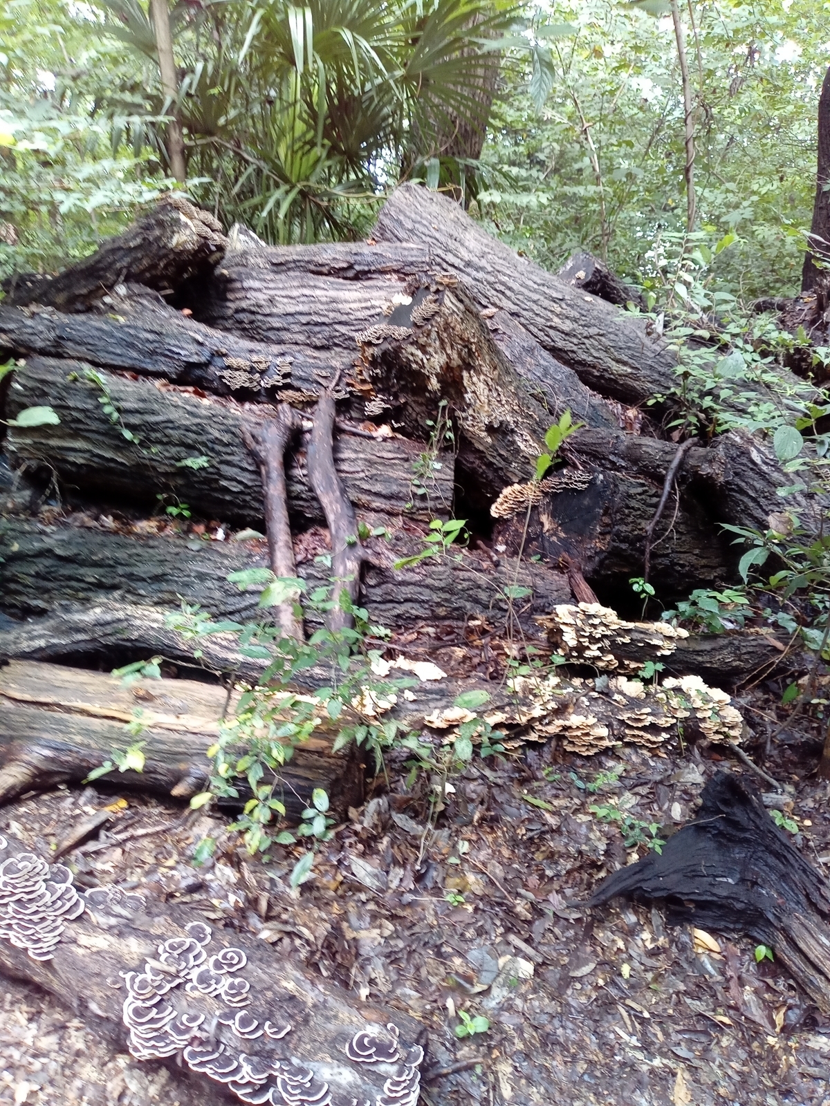 f:id:uribouwataru:20210918134435j:plain