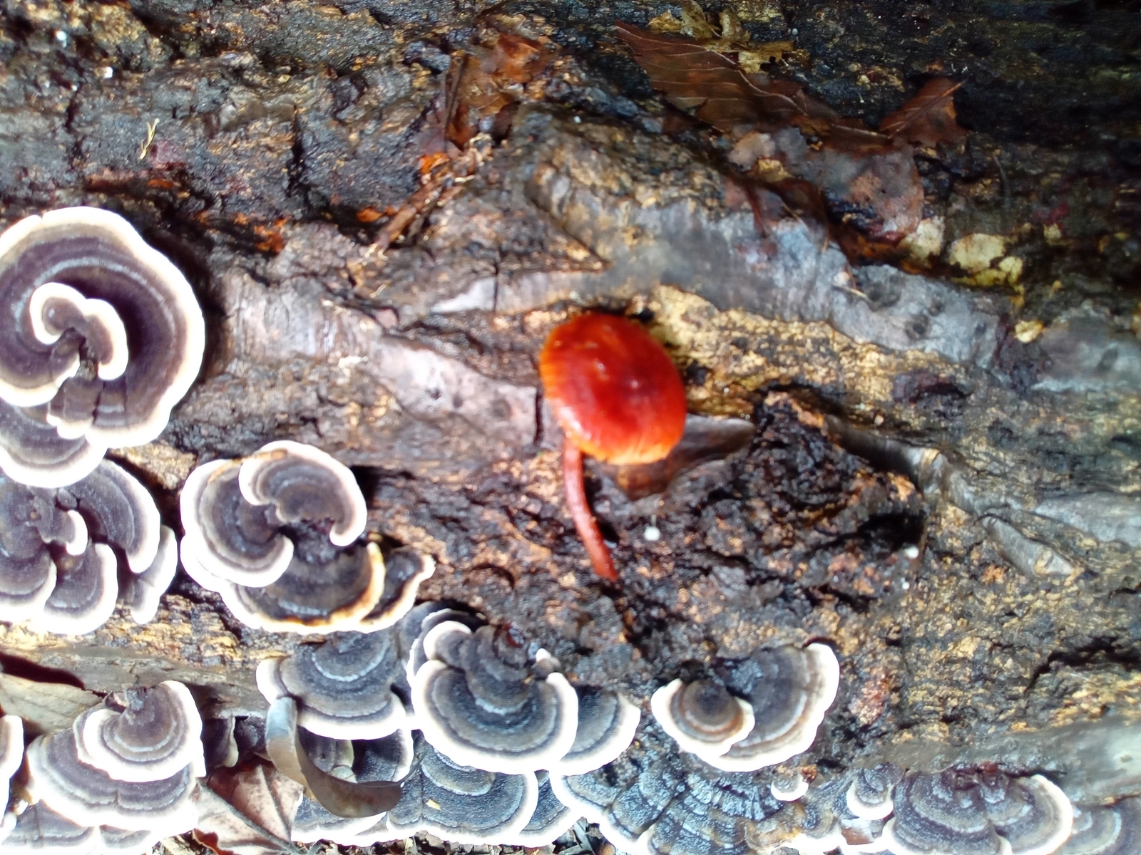 f:id:uribouwataru:20210918134447j:plain