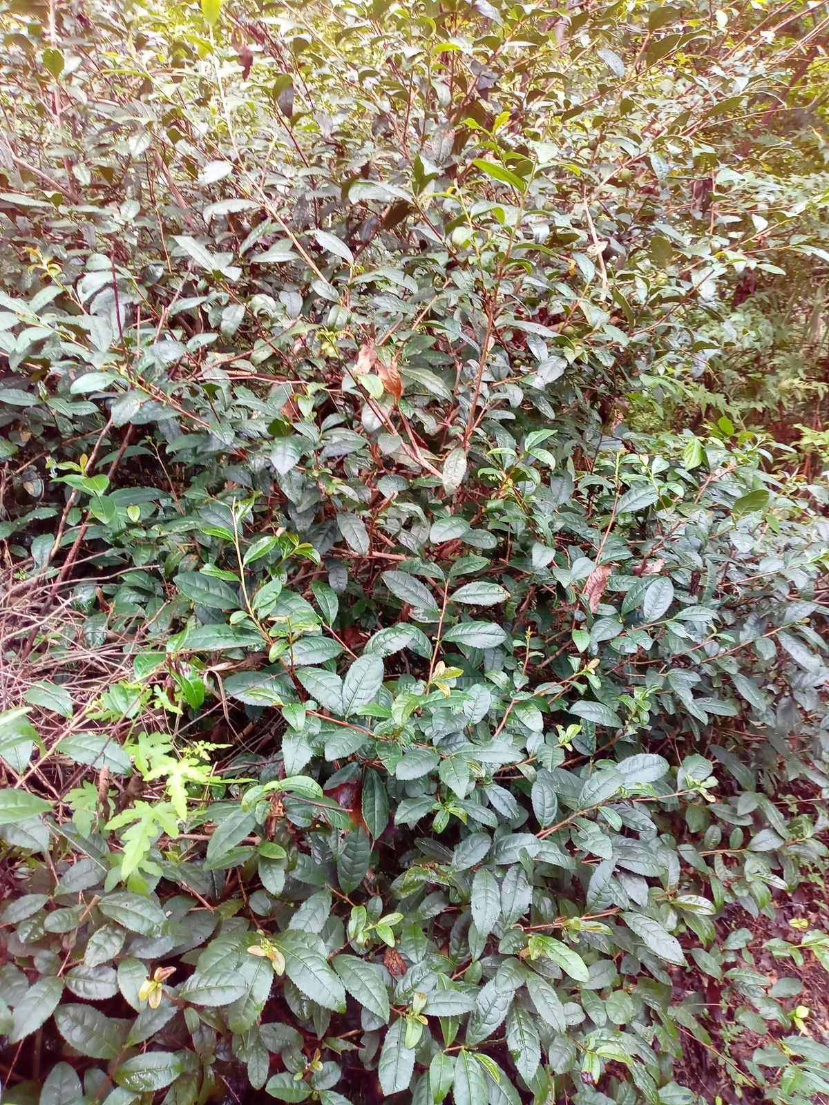 f:id:uribouwataru:20210918134520j:plain