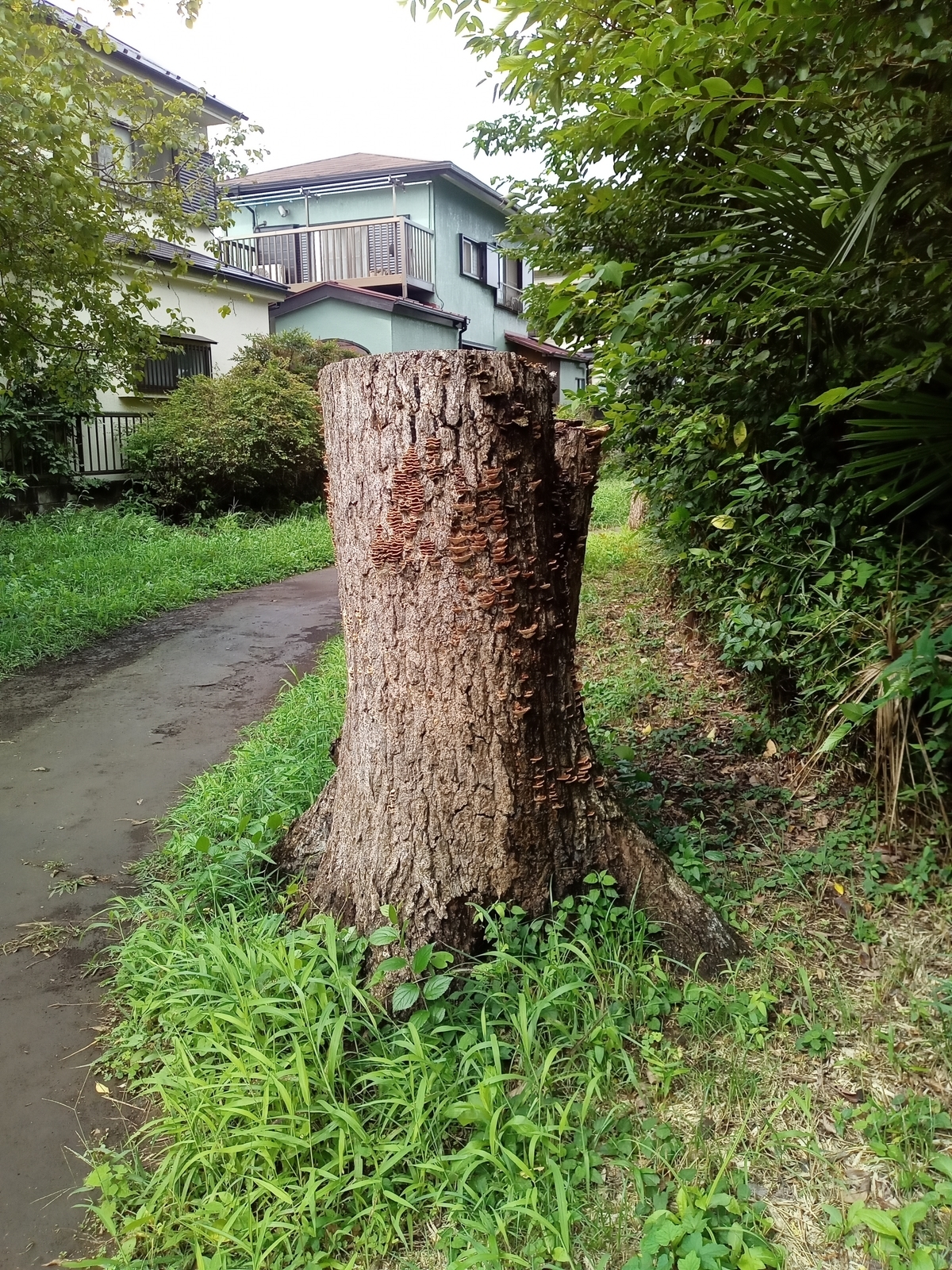 f:id:uribouwataru:20210918134531j:plain