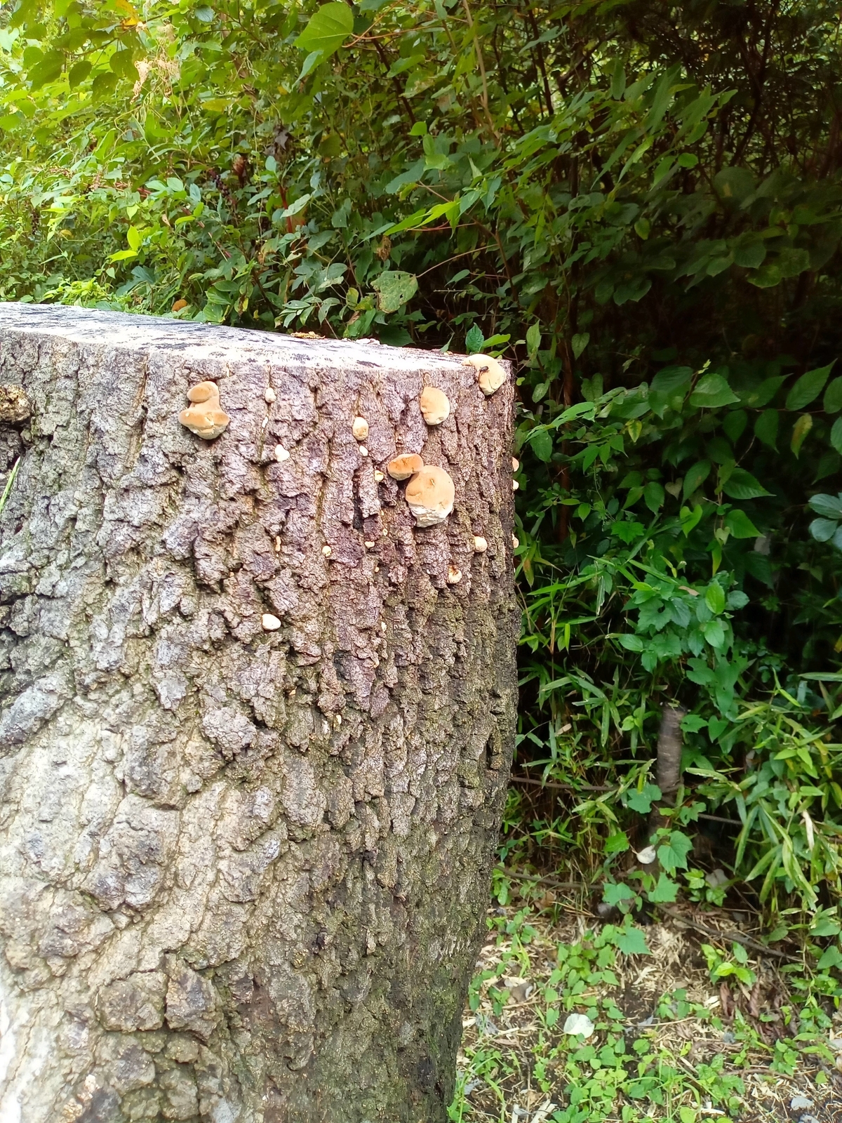 f:id:uribouwataru:20210918134543j:plain