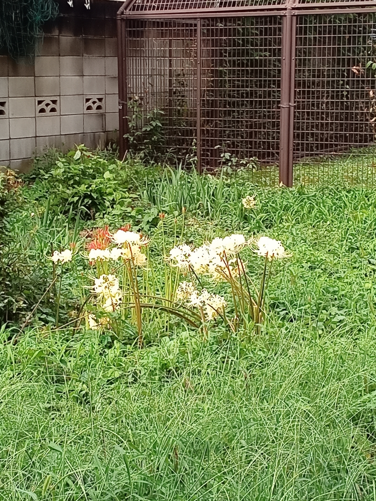 f:id:uribouwataru:20210918134554j:plain