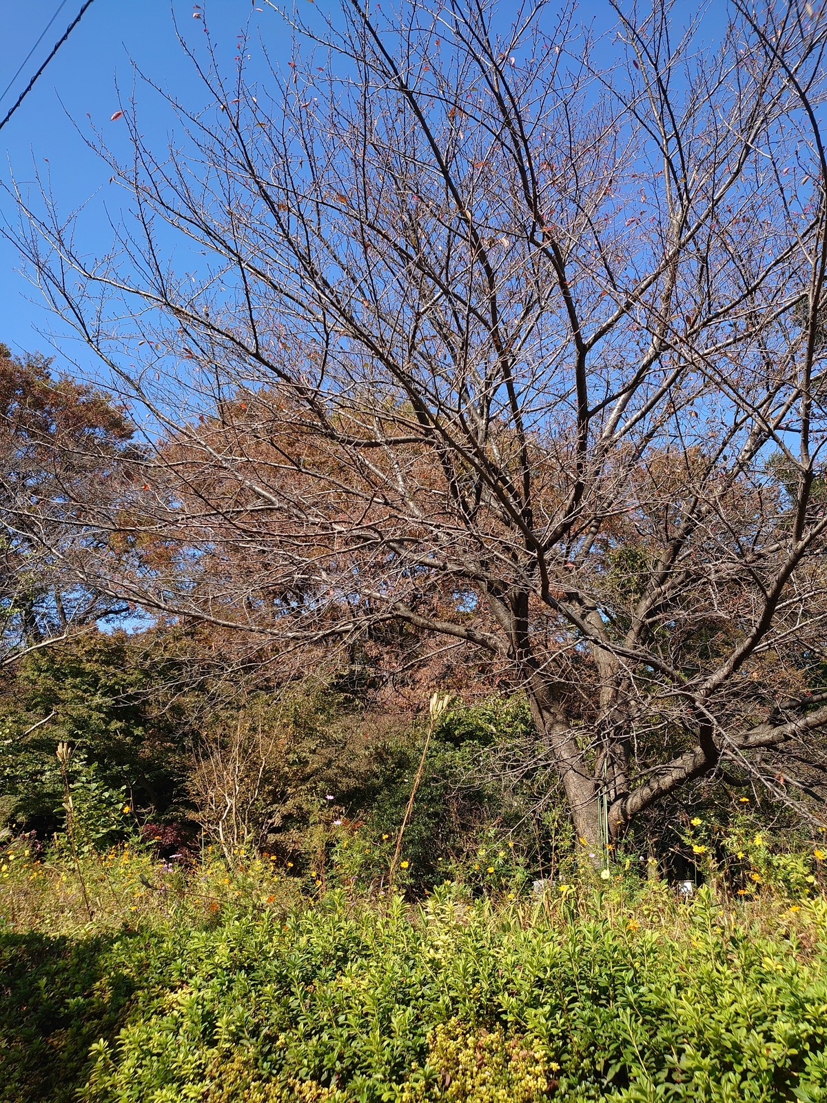 f:id:uribouwataru:20211106204708j:plain