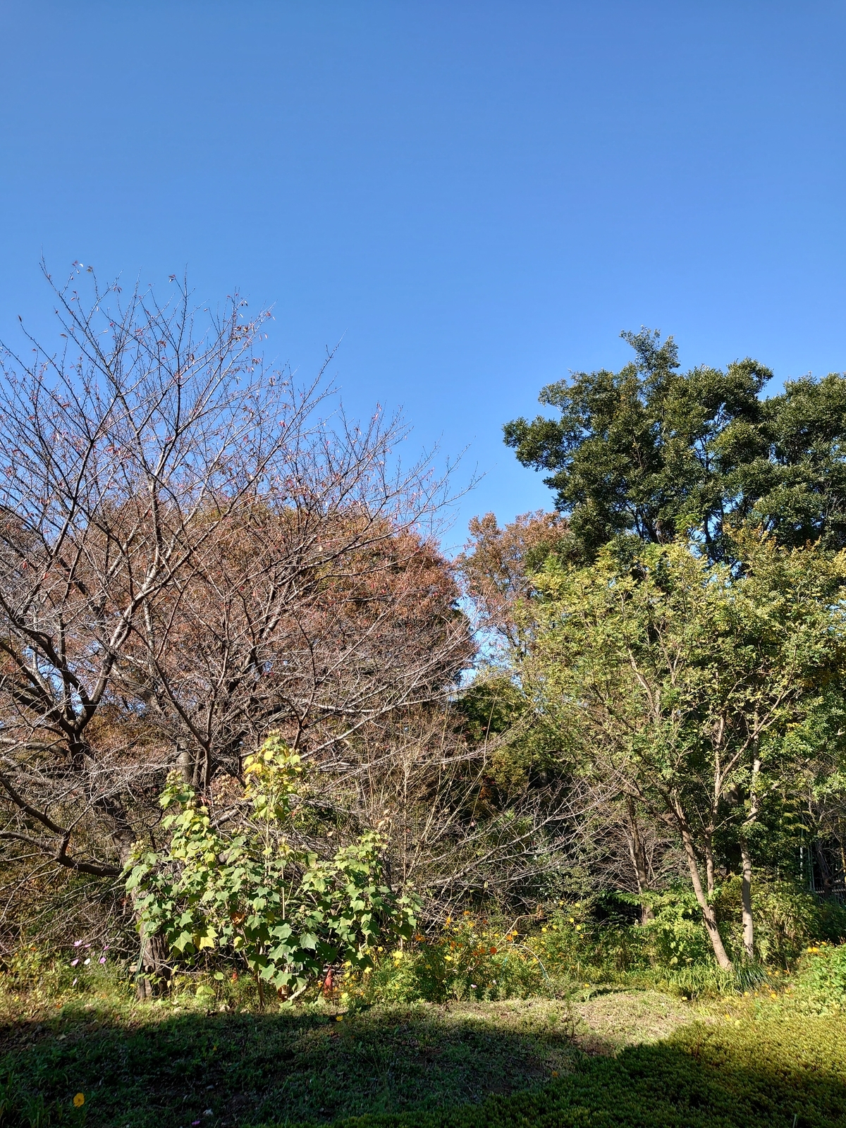 f:id:uribouwataru:20211106204724j:plain