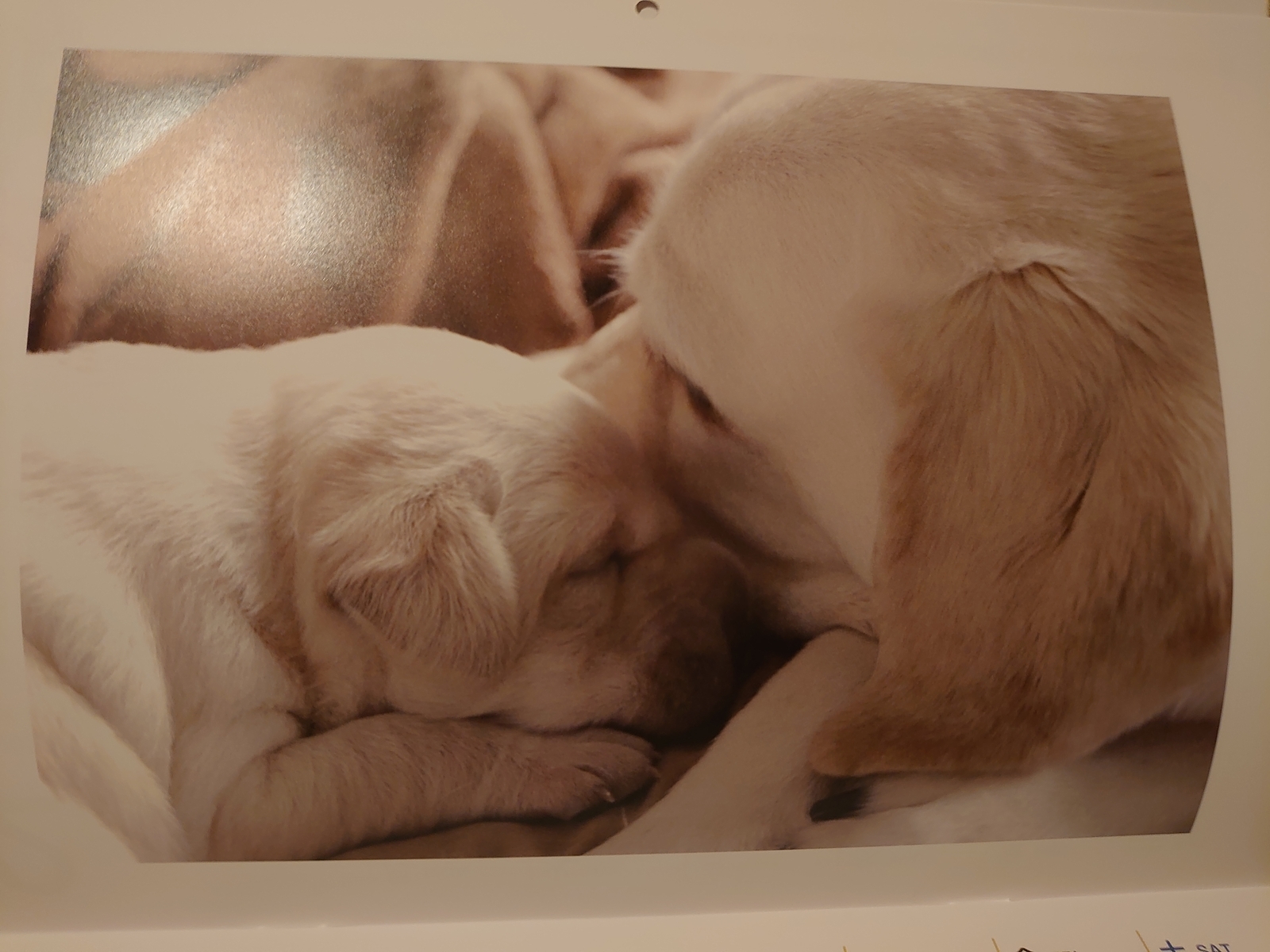 f:id:uribouwataru:20211111214231j:plain