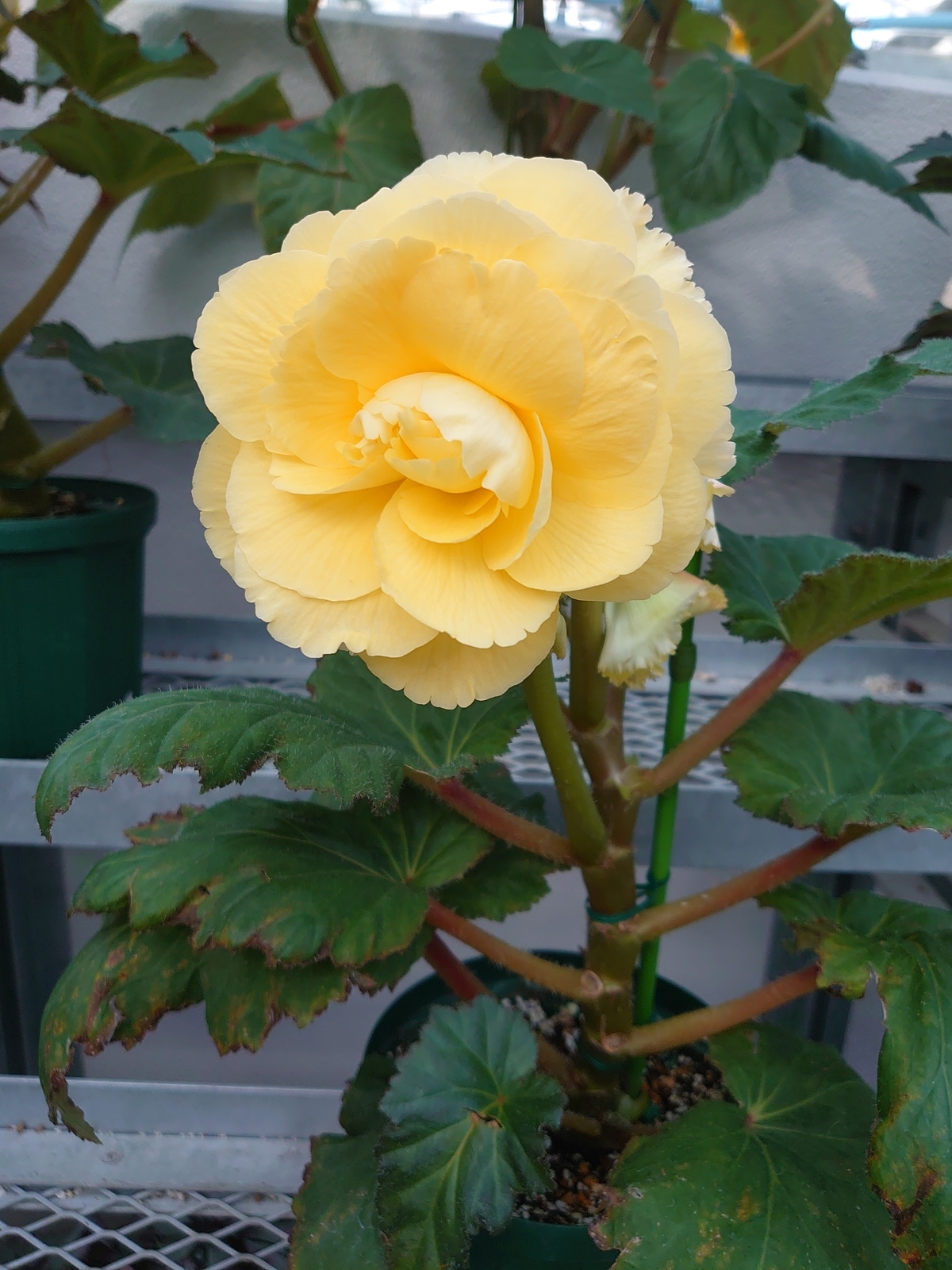 f:id:uribouwataru:20220109163923j:plain