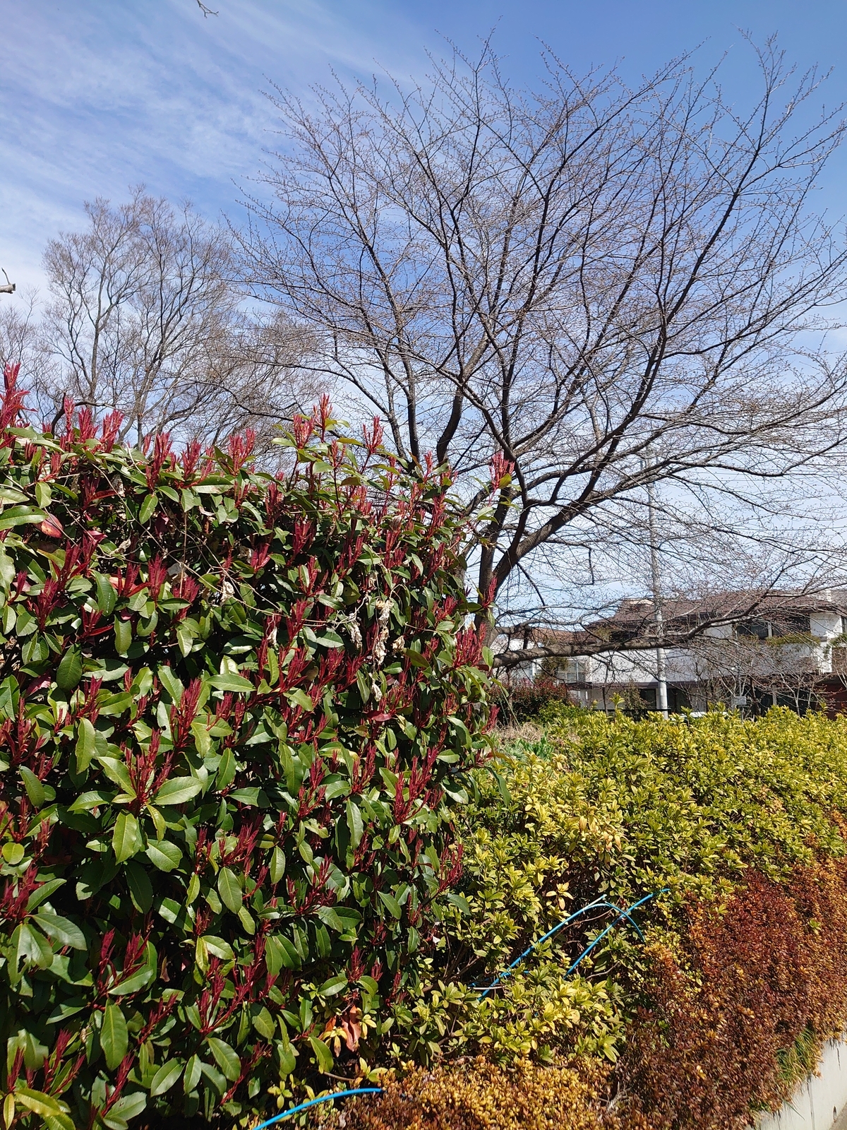 f:id:uribouwataru:20220319123623j:plain