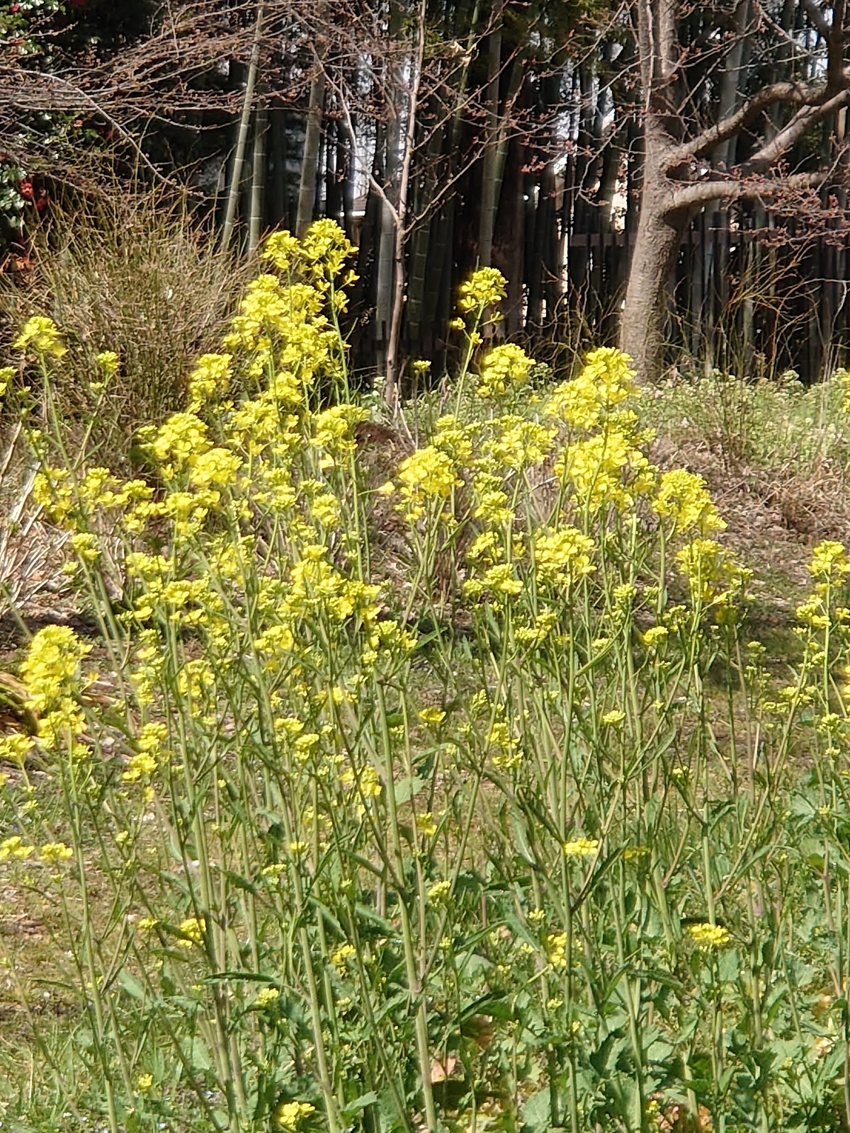 f:id:uribouwataru:20220319123635j:plain