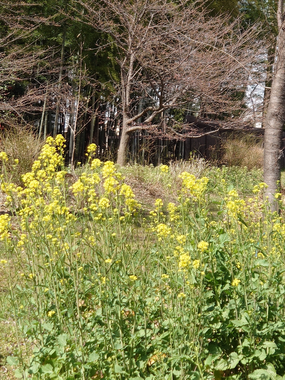 f:id:uribouwataru:20220319123648j:plain