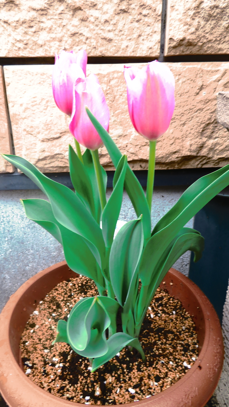 f:id:uribouwataru:20220416092056j:plain