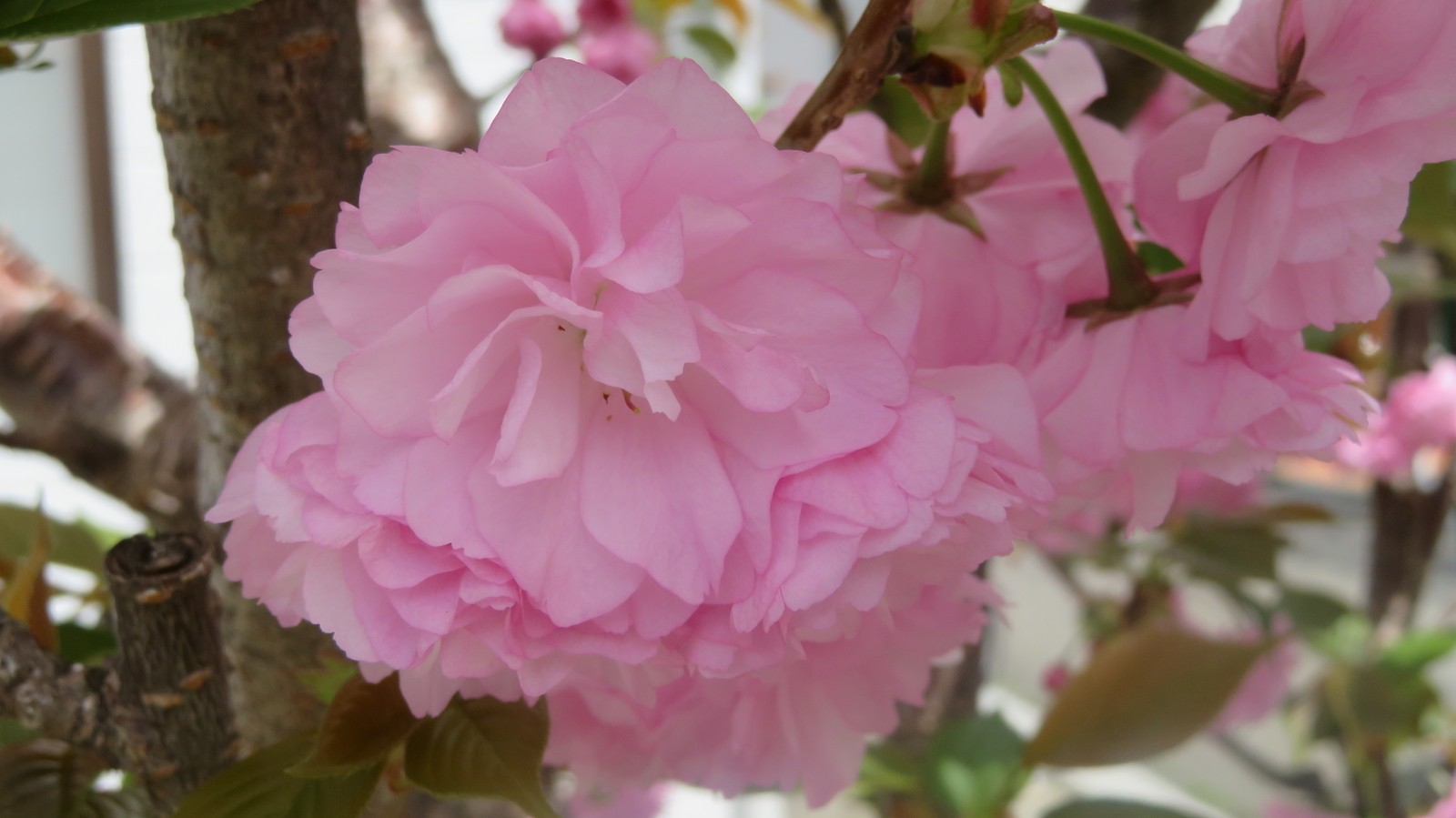 f:id:uribouwataru:20220418052311j:plain