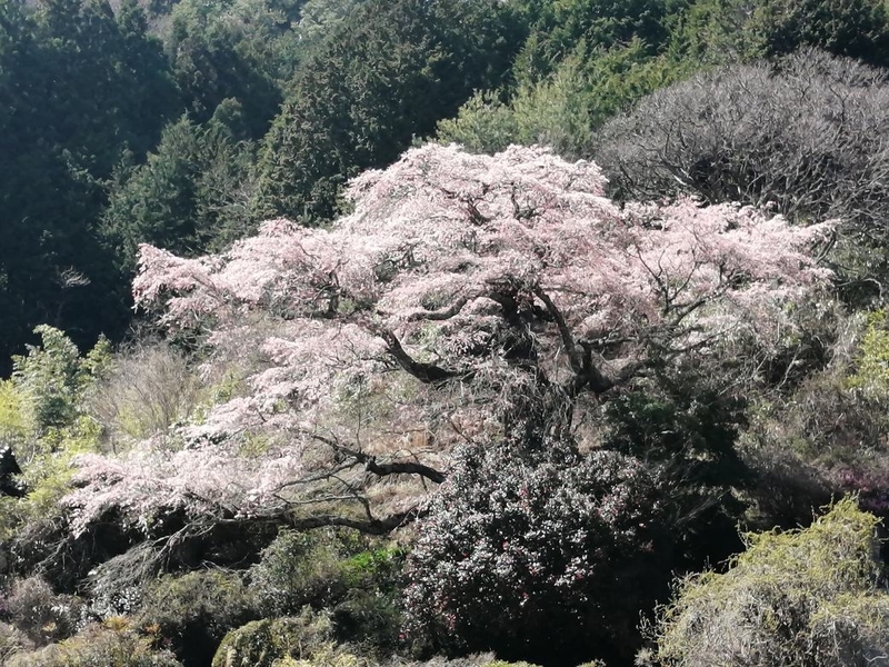 f:id:uriday:20220412100327j:plain