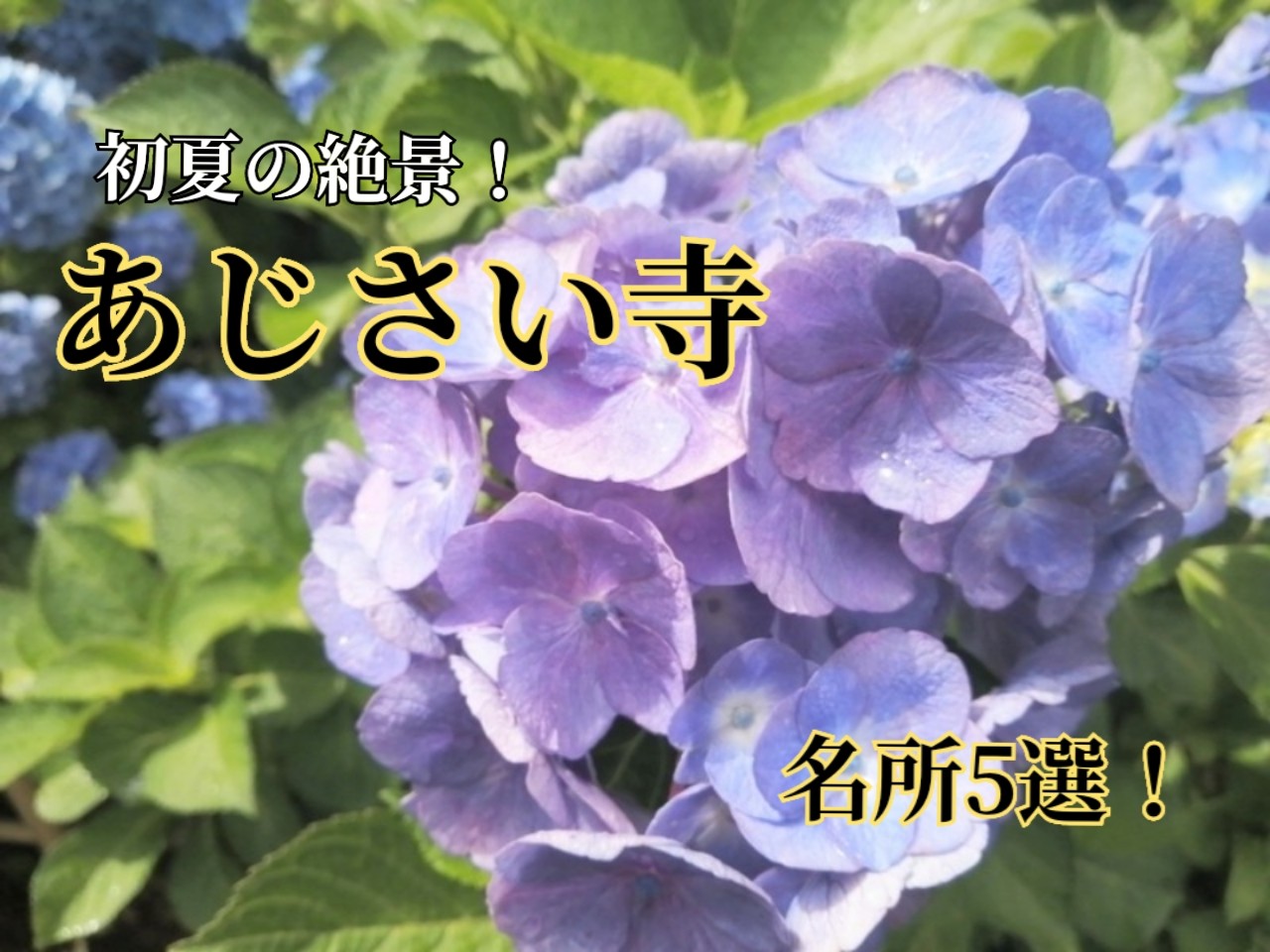 まとめ 初夏の絶景 信州の あじさい寺 と呼ばれる名所5選 人生の暇つブしログ