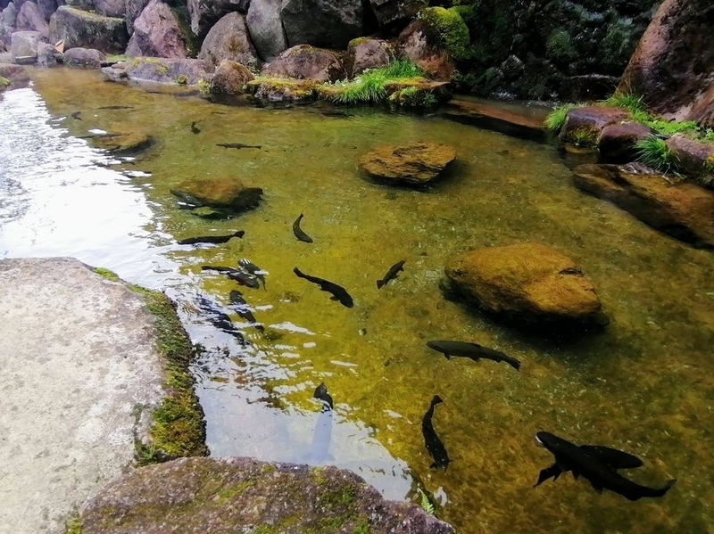 岐阜県高山市『飛騨大鍾乳洞』‐ 2億5000万年かけて作られた神秘的