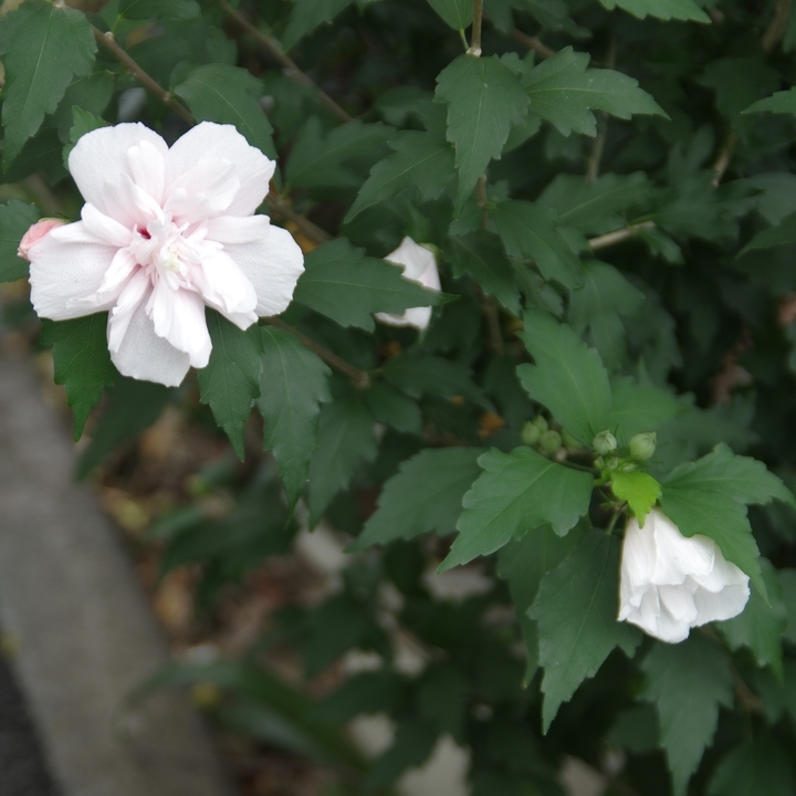 f:id:urigayatsu:20190812191413j:plain