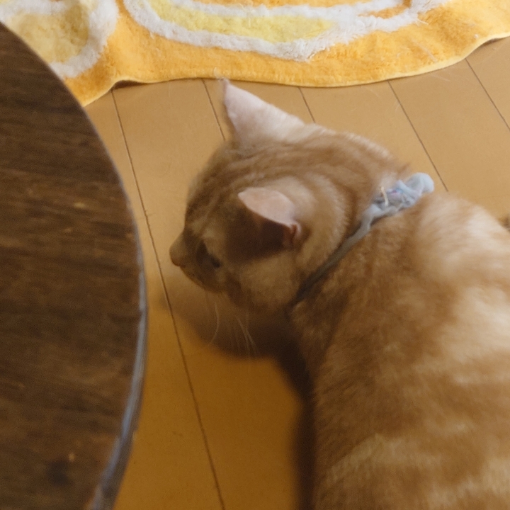 f:id:urigayatsu:20190817181130j:plain
