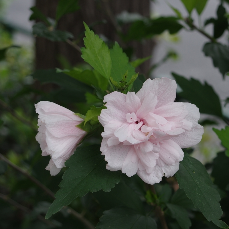 f:id:urigayatsu:20190904142857j:plain
