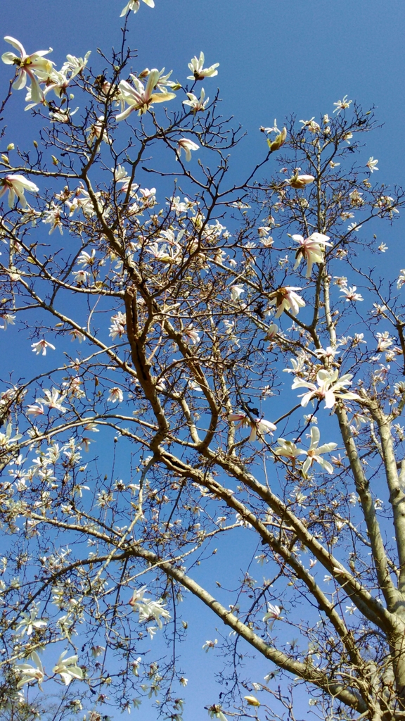 f:id:urihei:20170402145323j:plain f:id:urihei:20170402145323j:plain