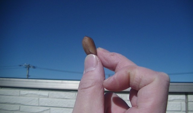 f:id:urimasaru:20220119211005j:plain