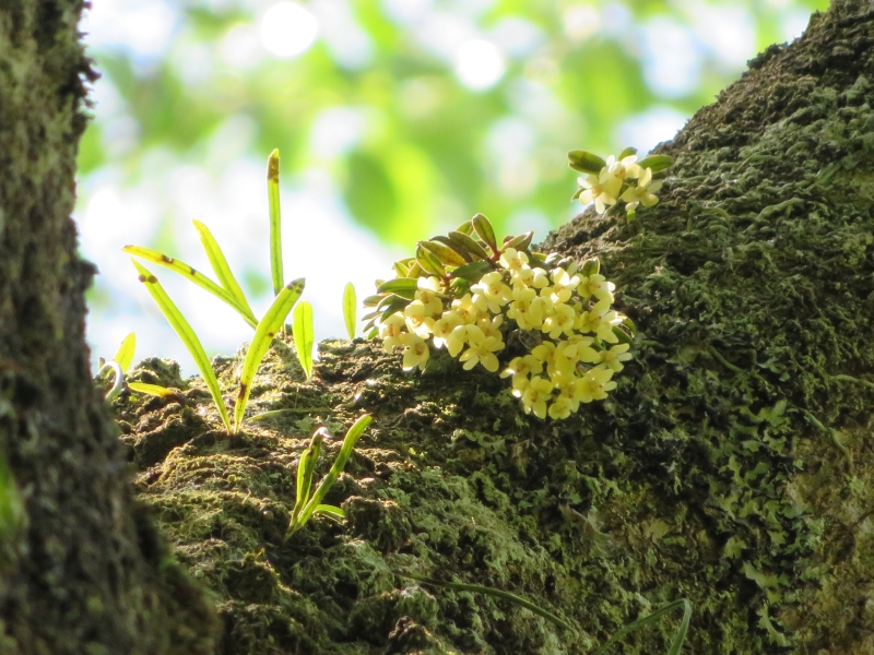 日影沢のカヤランと気になる花が開花 2025.4.27 - ウリパパの日記