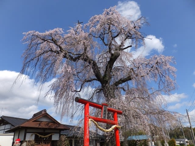 笠間市の下市毛八坂神社と金剛寺の枝垂れ桜 2021.3.29 - ウリパパの日記